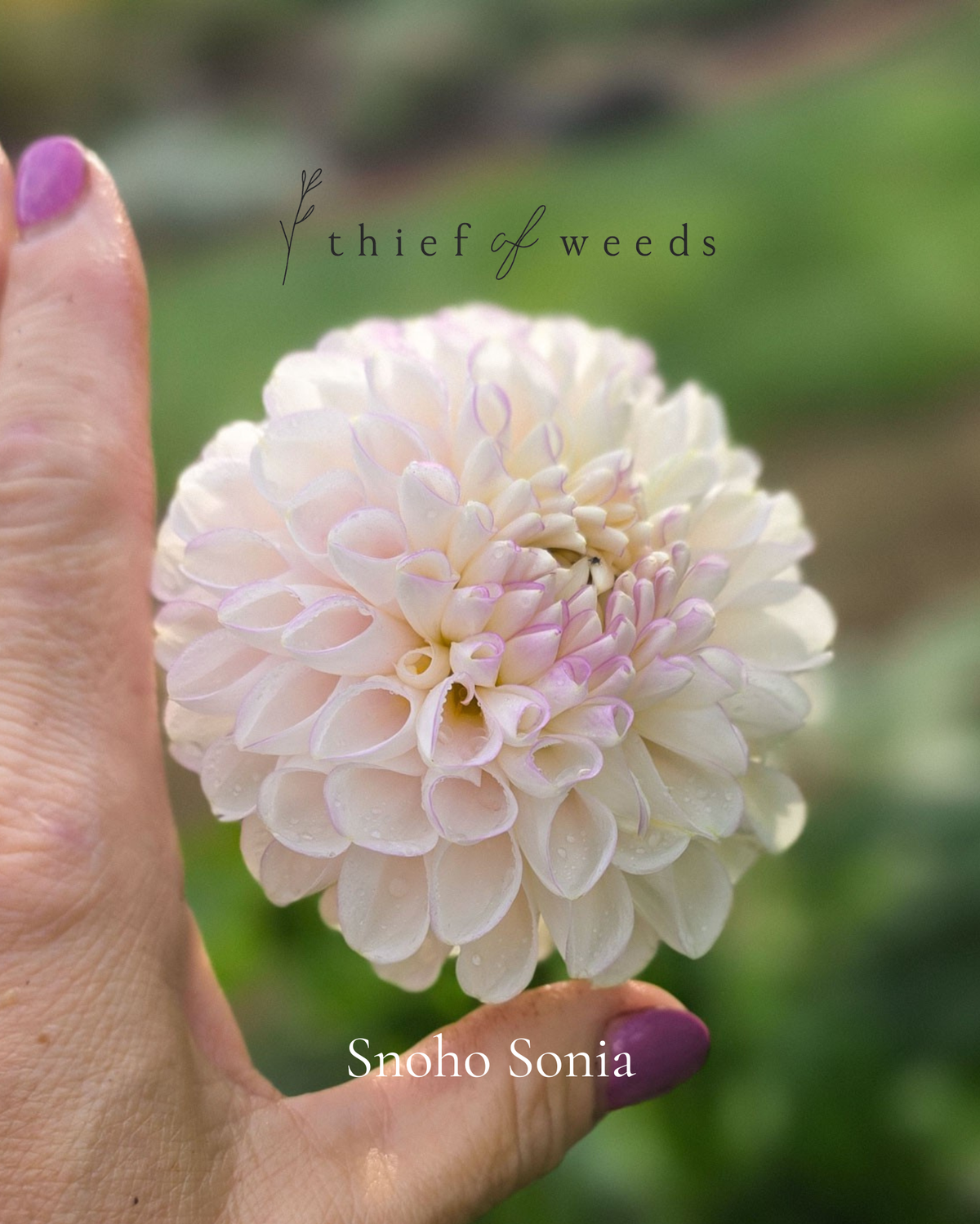 Snoho Sonia
