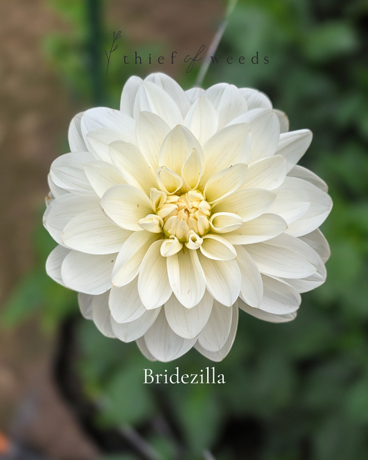 Bridezilla
