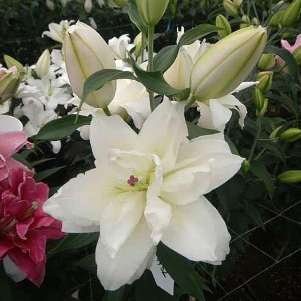 Snowboard Lily | 10 Stems | $15.00